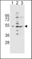 SLC36A1 Antibody (N-term)